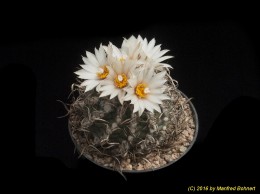 Turbinicarpus schmiedickeanus ssp. klinkerianus 1609